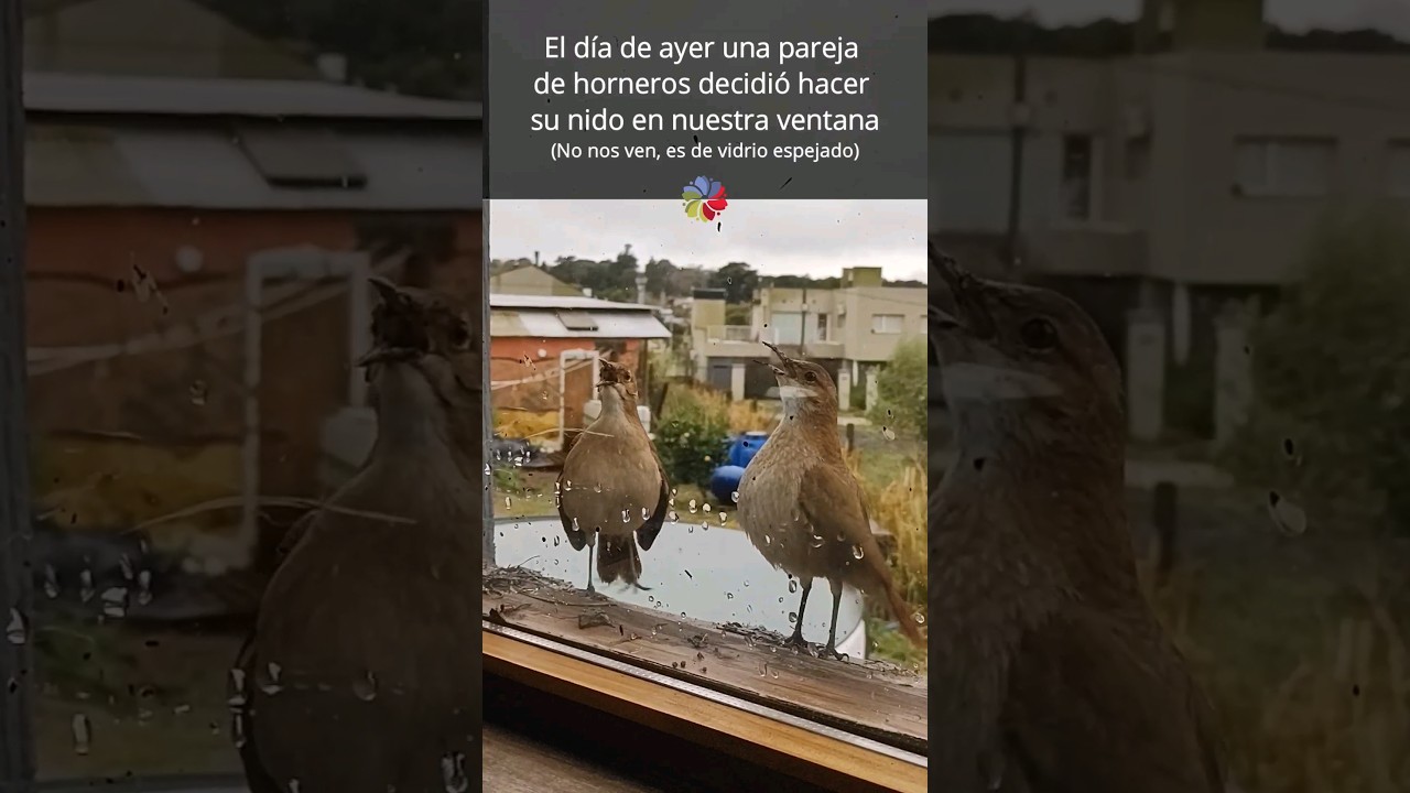Precargar imagen