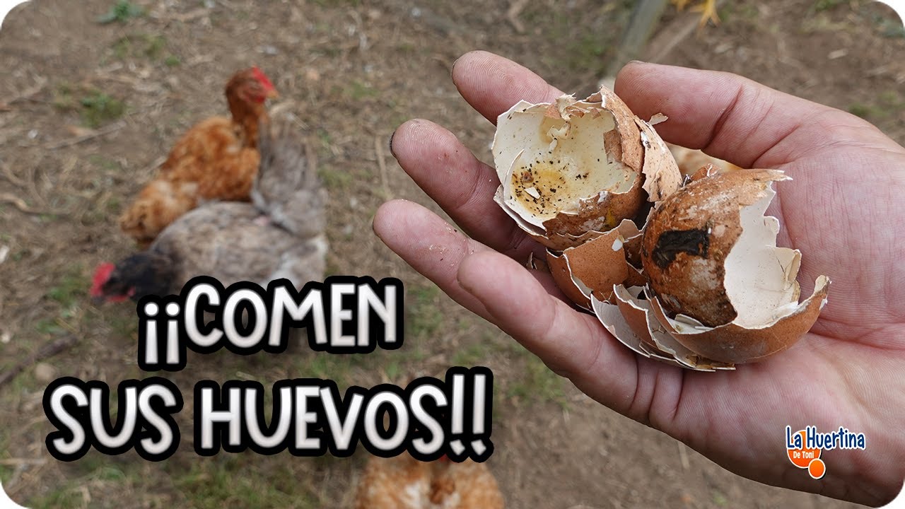 Precargar imagen
