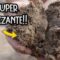 Privado: [ID: fV3CusQ5dWY] Youtube Automatic