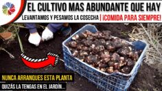 Privado: [ID: ldxSSatBtr0] Youtube Automatic