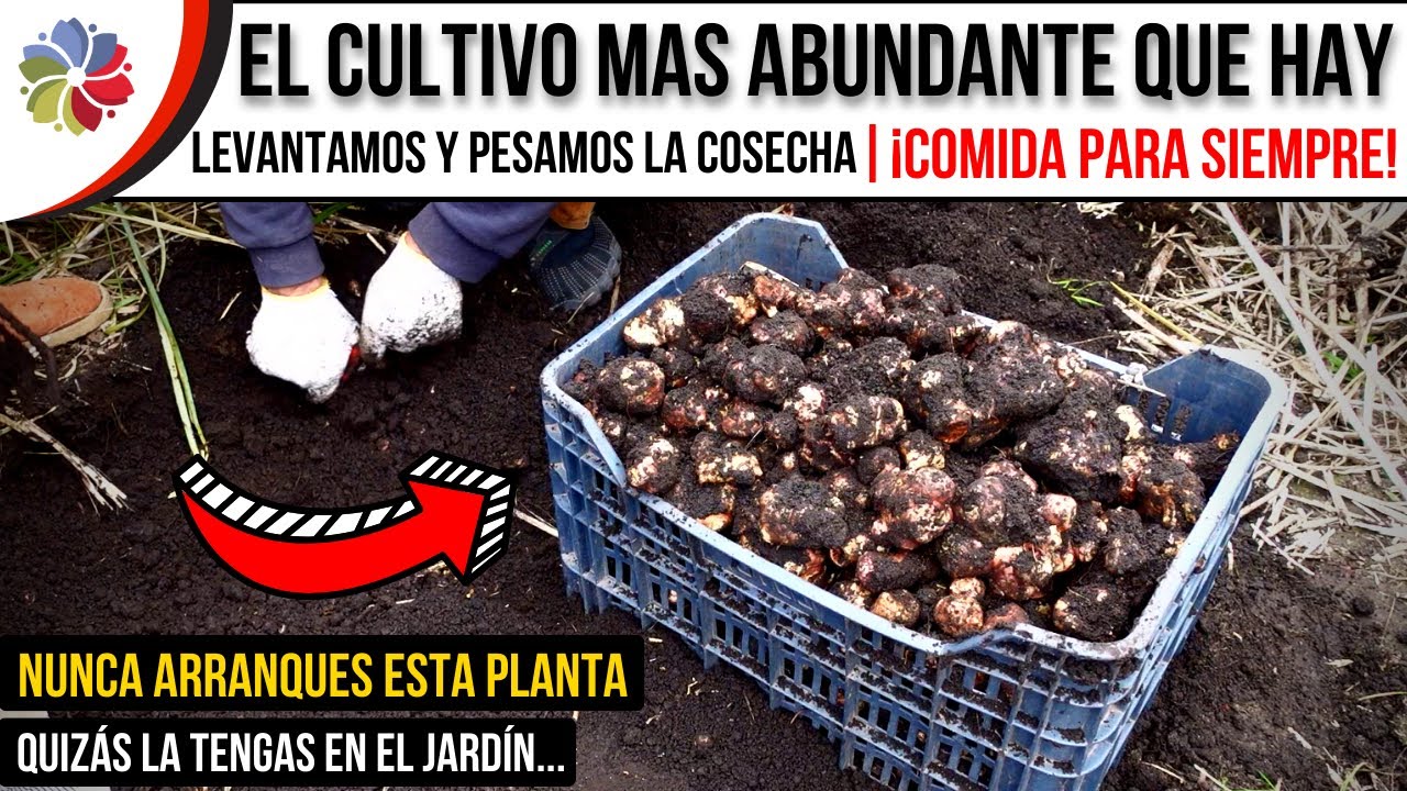 Precargar imagen