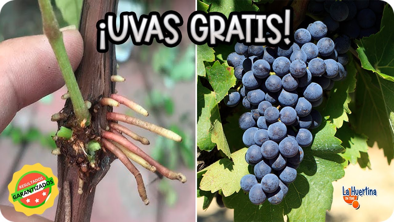 Precargar imagen