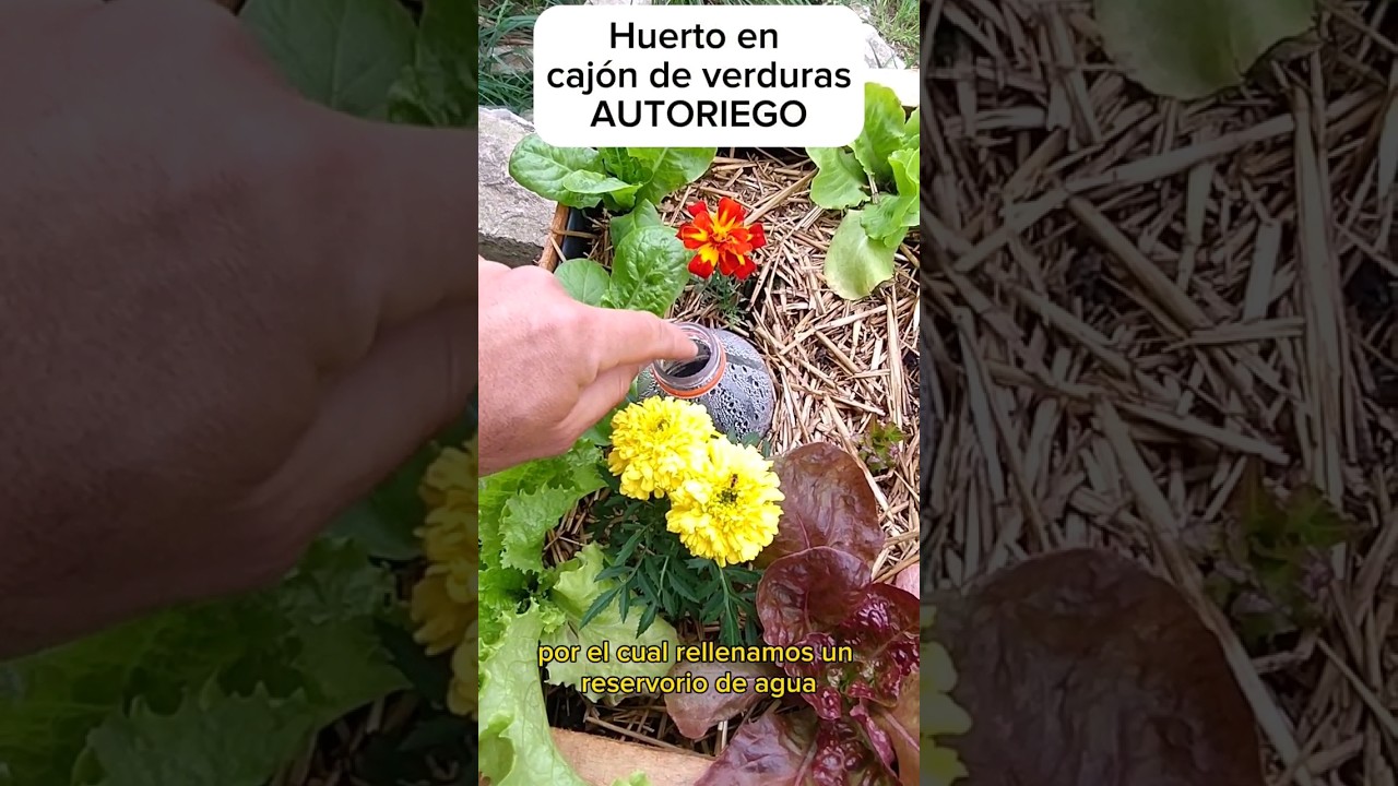 Precargar imagen