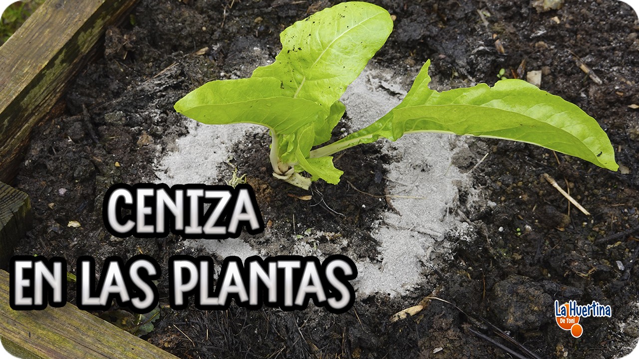 Precargar imagen