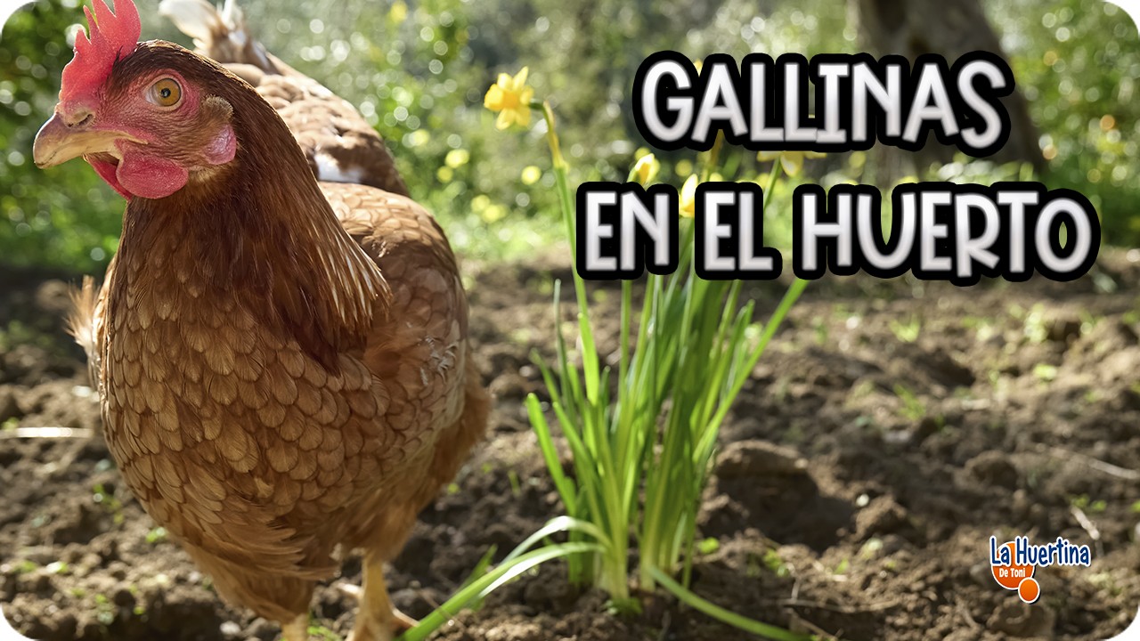 Precargar imagen