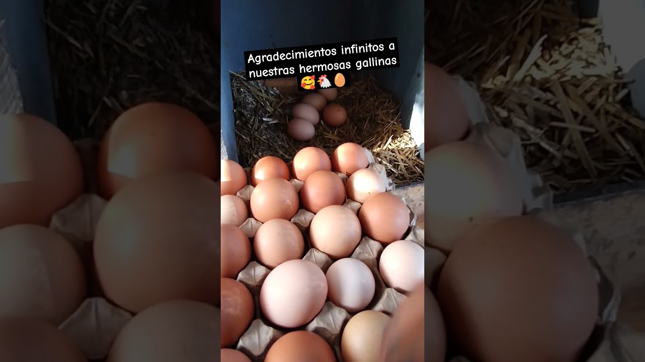 Precargar imagen
