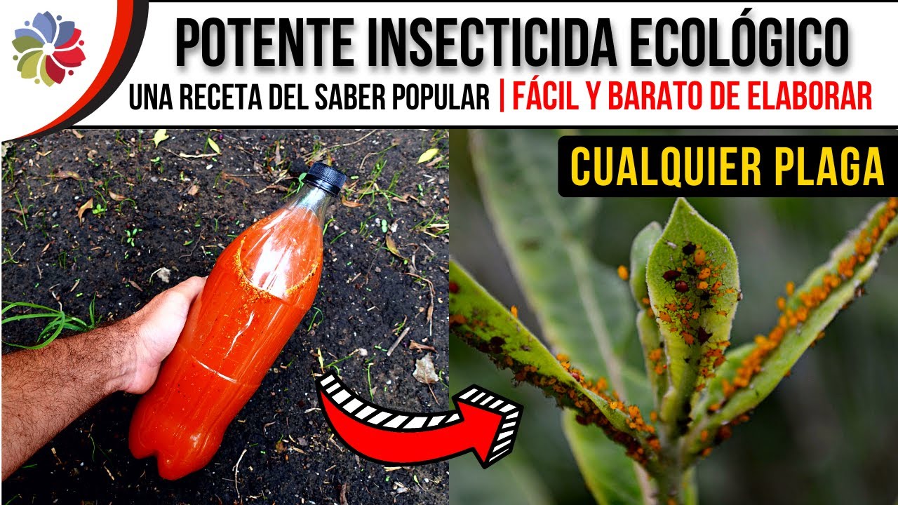 Precargar imagen