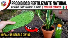 Privado: [ID: iCk0NNB7izE] Youtube Automatic