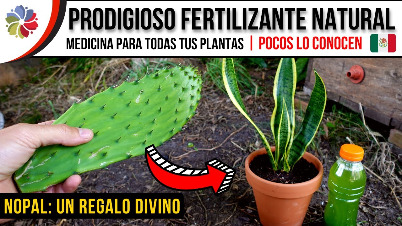 Precargar imagen