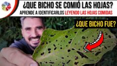Privado: [ID: bJKsz3XAZPQ] Youtube Automatic