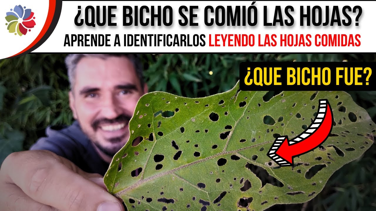 Precargar imagen