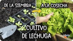 Privado: [ID: L7RqRQMtS3k] Youtube Automatic