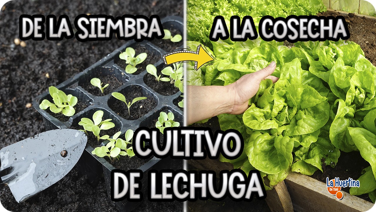 Precargar imagen