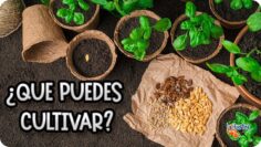 Privado: [ID: OR4Bd3T5_DM] Youtube Automatic