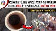 Privado: [ID: USIiD1_2ygI] Youtube Automatic