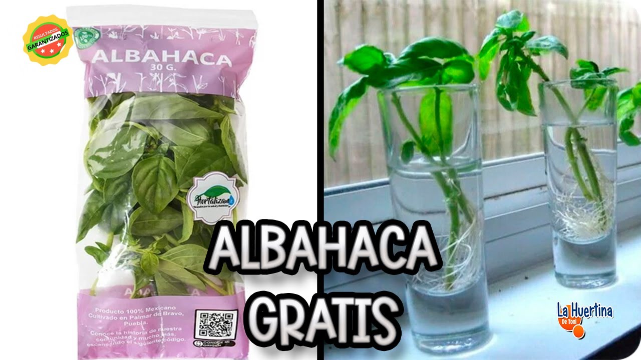Precargar imagen