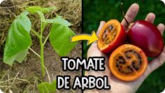 Privado: [ID: 6kd_USBDvLw] Youtube Automatic