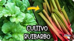 Privado: [ID: 8QznEBAVGGk] Youtube Automatic