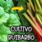 Privado: [ID: 8QznEBAVGGk] Youtube Automatic