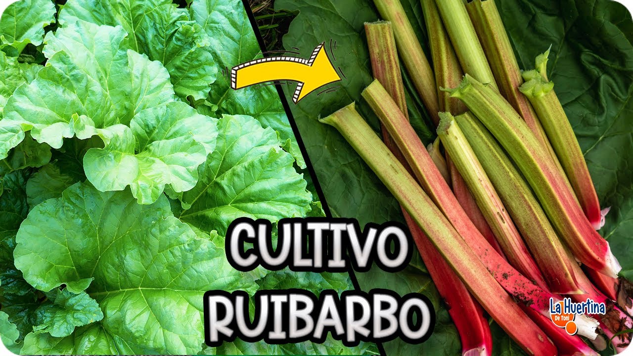 Precargar imagen