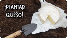 Privado: [ID: odIeQjfP8Nk] Youtube Automatic