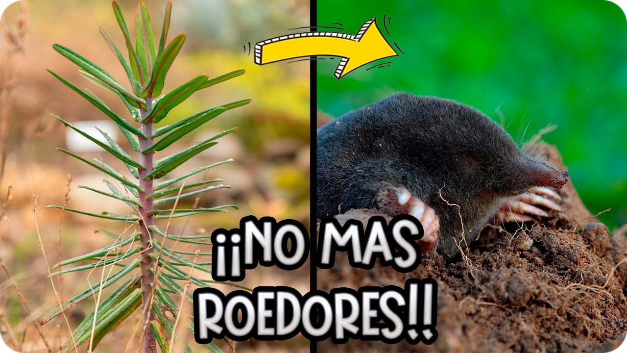 Precargar imagen