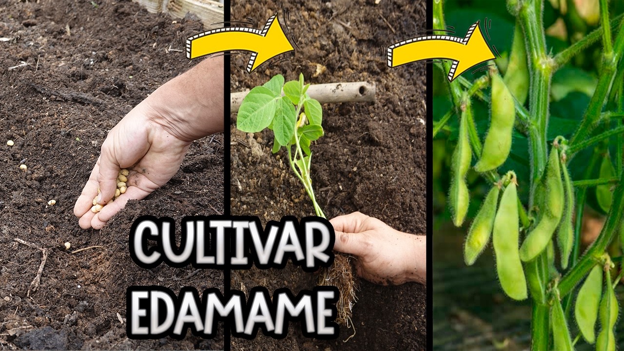 Precargar imagen