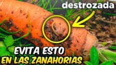 Privado: [ID: NZCtd8xH2y8] Youtube Automatic