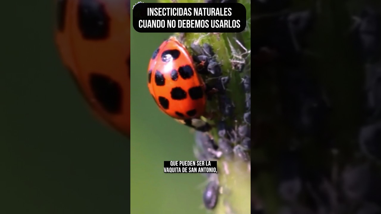 Precargar imagen