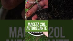Privado: [ID: 32CUb4C9KTo] Youtube Automatic