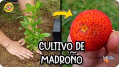 Privado: [ID: MRcftJP-r1w] Youtube Automatic