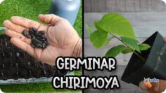 [ID: g4fDIot7eNM] Youtube Automatic