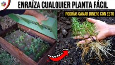 Privado: [ID: 6hpGN3PdMvE] Youtube Automatic
