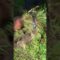Privado: [ID: u5slDZ3PRiw] Youtube Automatic