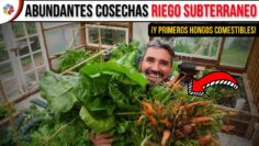 Privado: [ID: 91B_HvxQraE] Youtube Automatic