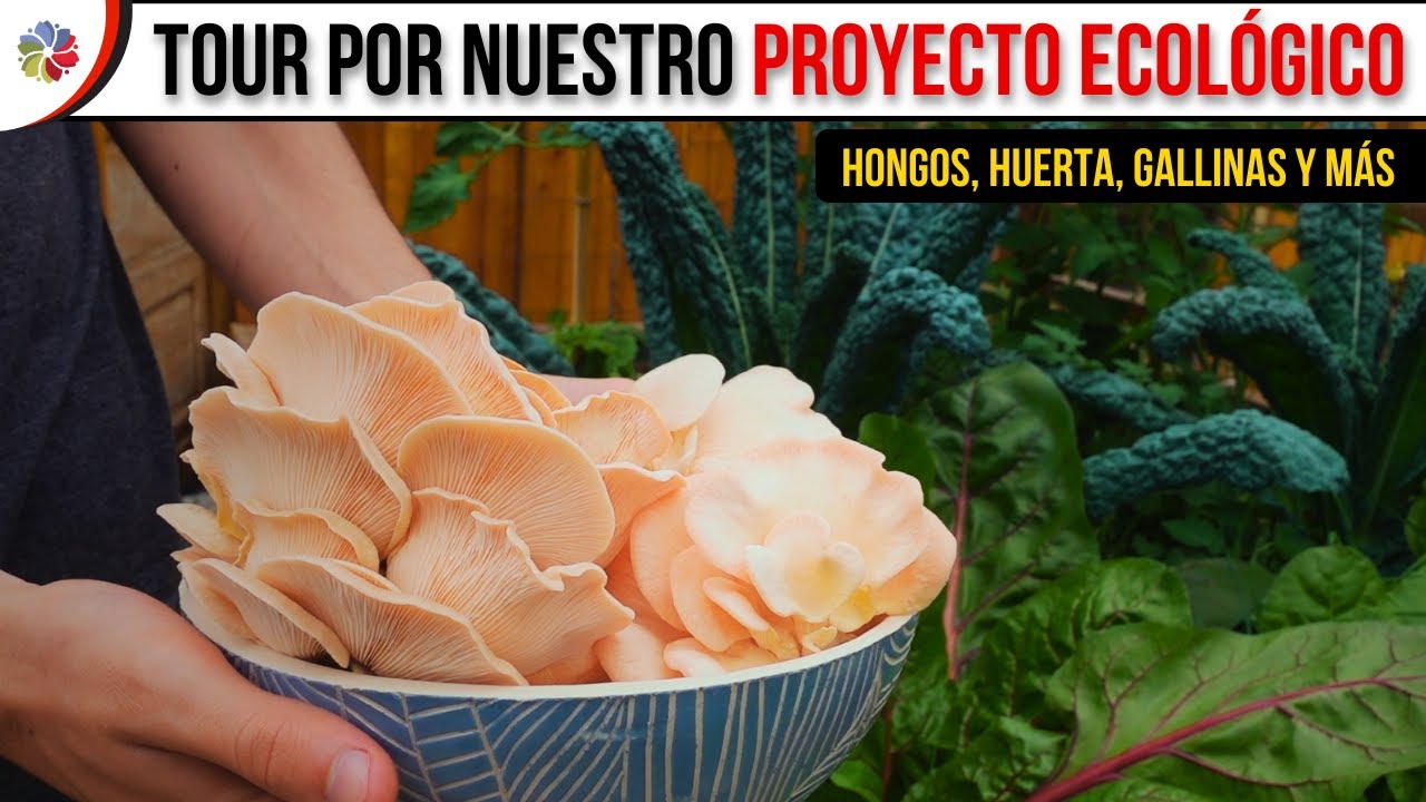 Precargar imagen