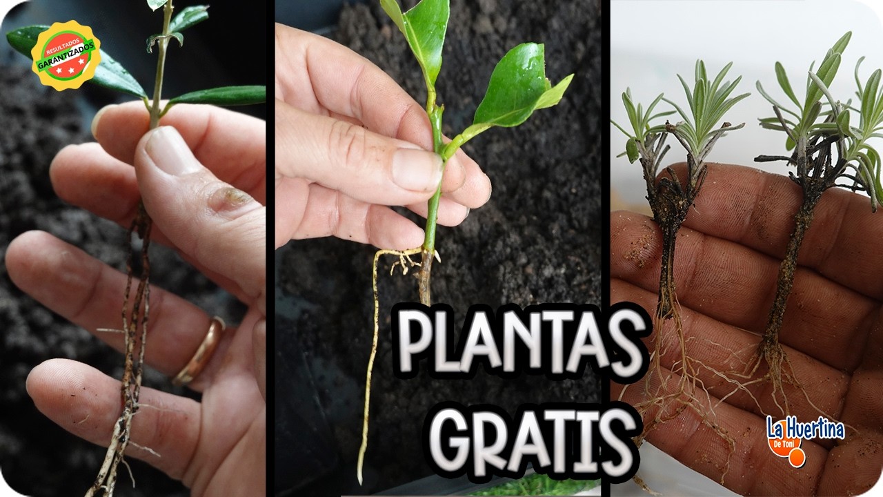 Precargar imagen