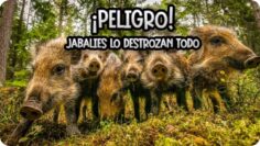 Privado: [ID: JbgA32yZx1w] Youtube Automatic