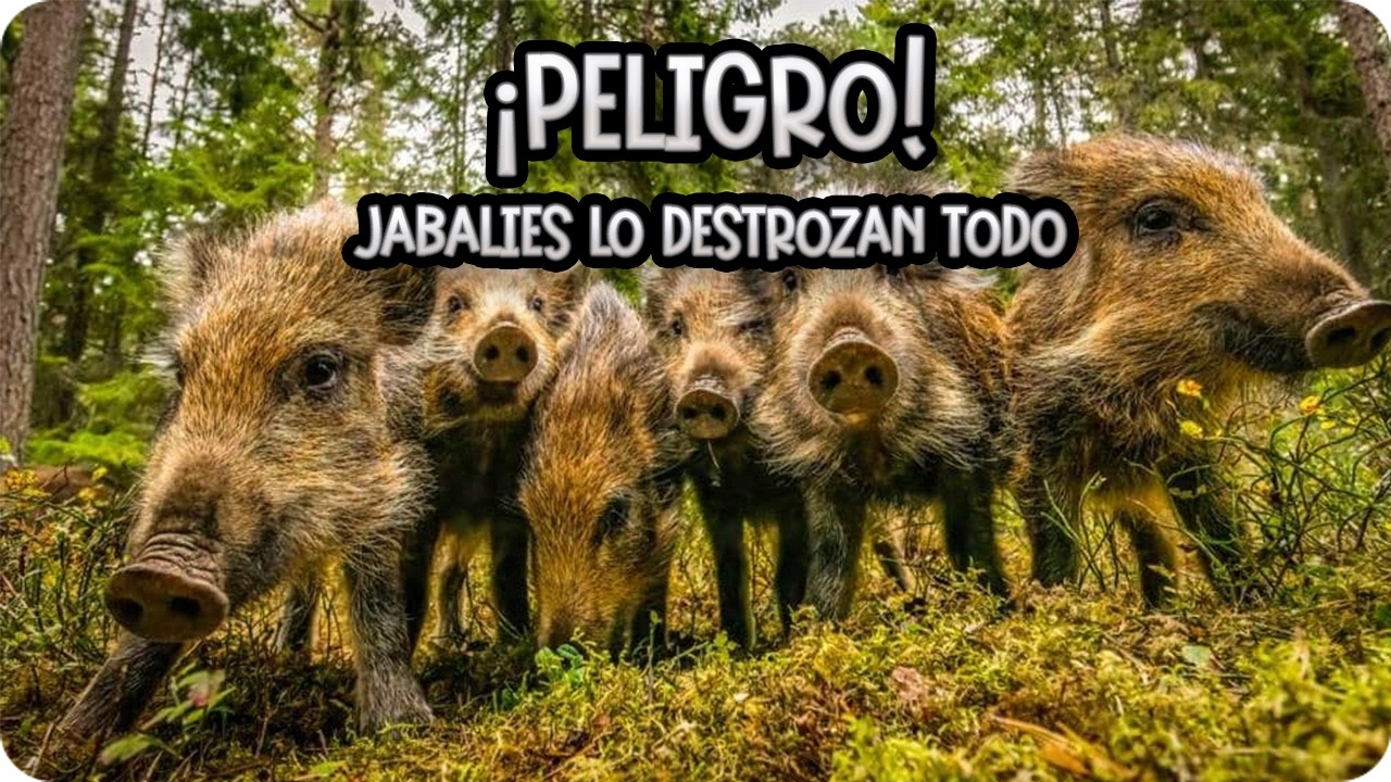 Precargar imagen