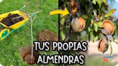 Privado: [ID: A1Umq2nyXIE] Youtube Automatic