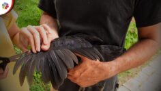 Privado: [ID: RGTomMXMDPo] Youtube Automatic