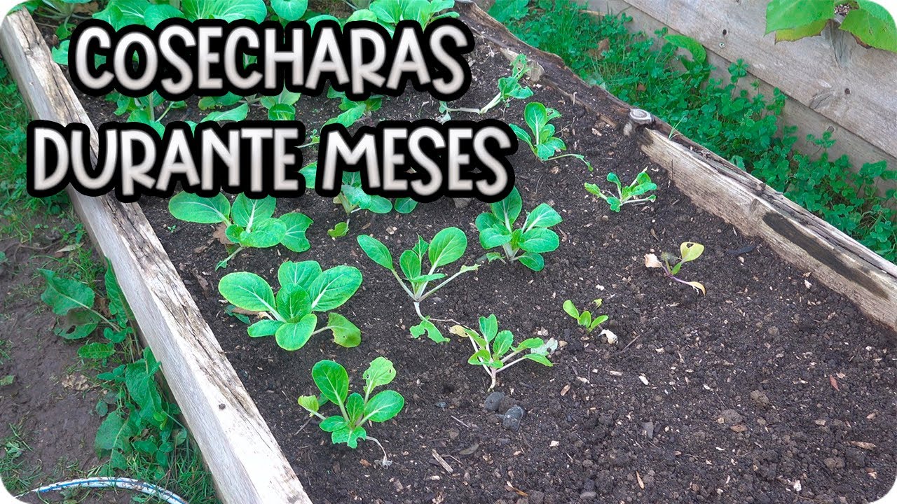 Precargar imagen