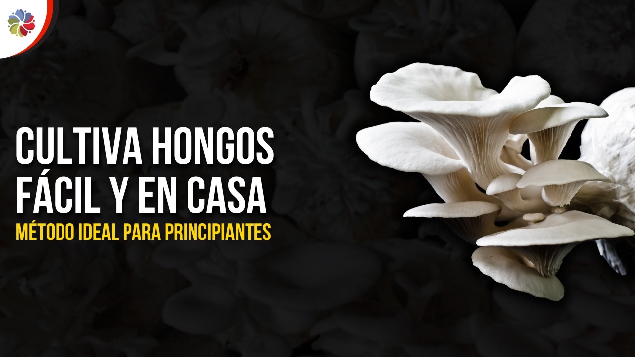 Precargar imagen