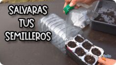 Privado: [ID: gpeBscZGUUo] Youtube Automatic