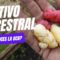 Privado: [ID: j70eUqOLkVw] Youtube Automatic