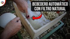 Privado: [ID: b11amAyTNyA] Youtube Automatic