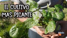 Privado: [ID: uswo_UvQnFQ] Youtube Automatic