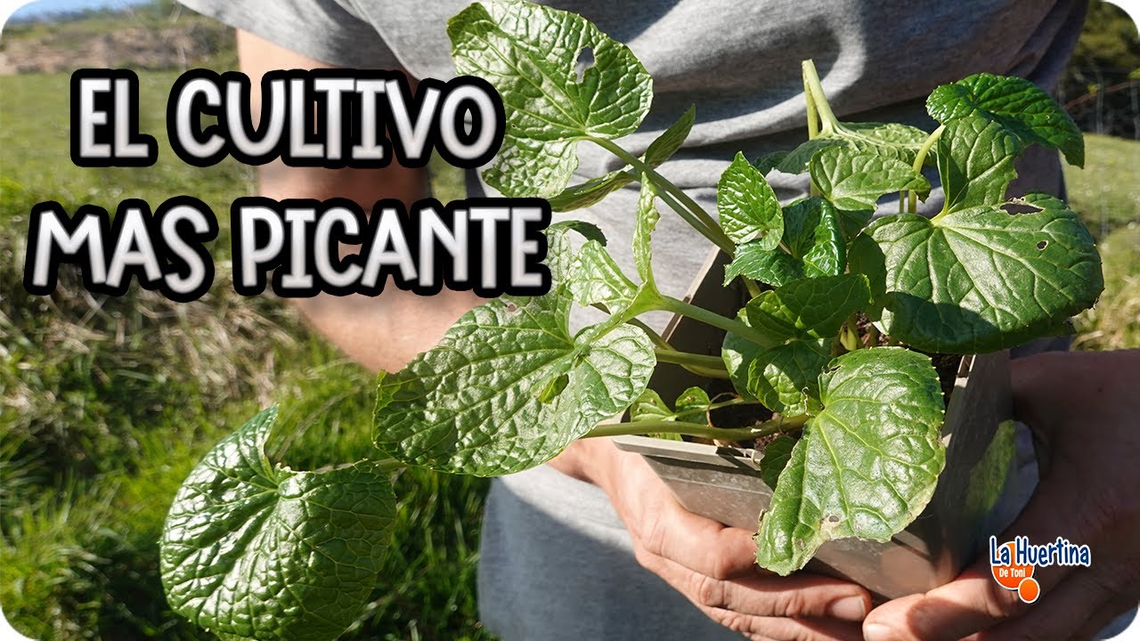 Precargar imagen