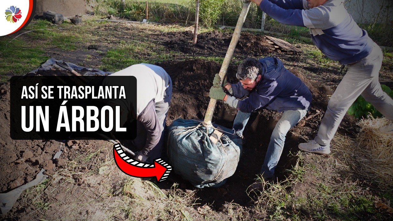 Precargar imagen