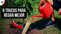 Privado: [ID: g7jn1NOKQ24] Youtube Automatic